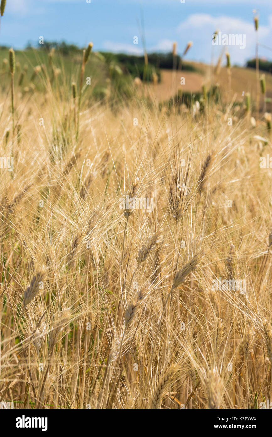 Die Felder der Ohren von Hühneraugen in der Landschaft neben mittelalterlichen Dorf Montelupone Provinz Macerata Marken Italien Europa Stockfoto