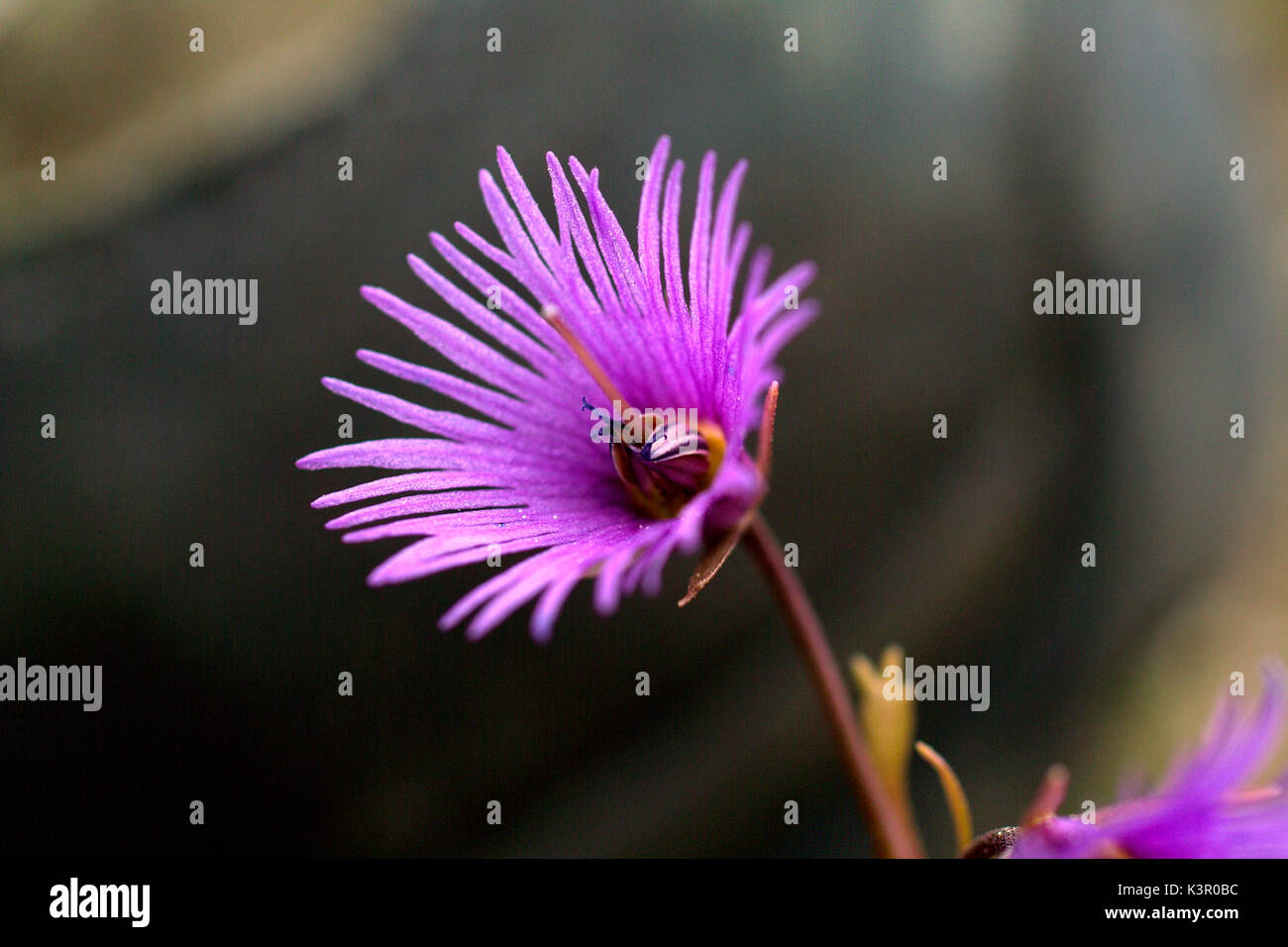 Die Gattung Soldanella, häufig in Englisch bekannt als Snowbell, umfasst etwa 15 Arten von Blütenpflanzen, die in Europäischen in den Bergen, in Wäldern, feuchten Wiesen und felsigen Landschaften oft in Mulden, Schnee in späten Frühling und Frühsommer. Der Name Soldanella bedeutet "kleine Münzen in italienischer Sprache. Lombardei Italien Europa Stockfoto