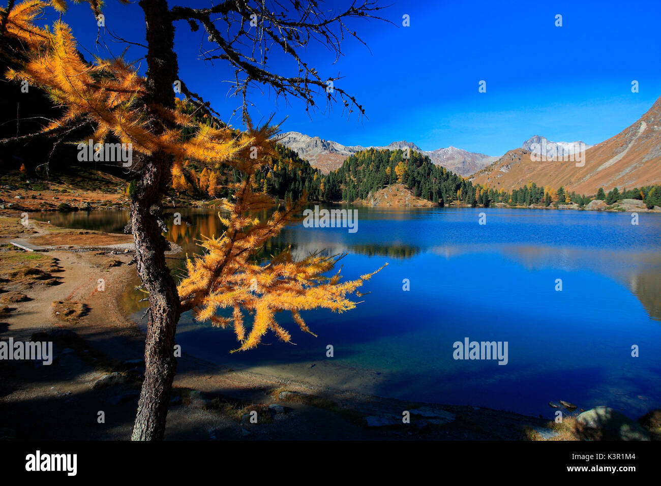 Die Farben der Herbst kontrastieren mit dem intensiven Blau des Sees Cavloc im Val Muretto vom Malojapass im Engadin, Schweiz Europa Stockfoto