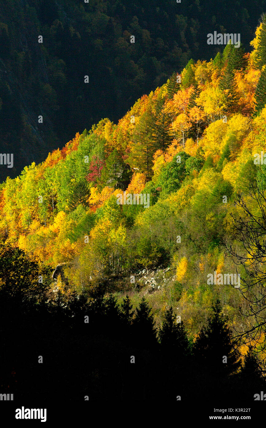 Sonnenlicht beleuchtet die steilen Wald von Mello Tal während der Herbst Sonnenuntergang. Valmasino. Valtellina. Lombardei Italien Europa Stockfoto