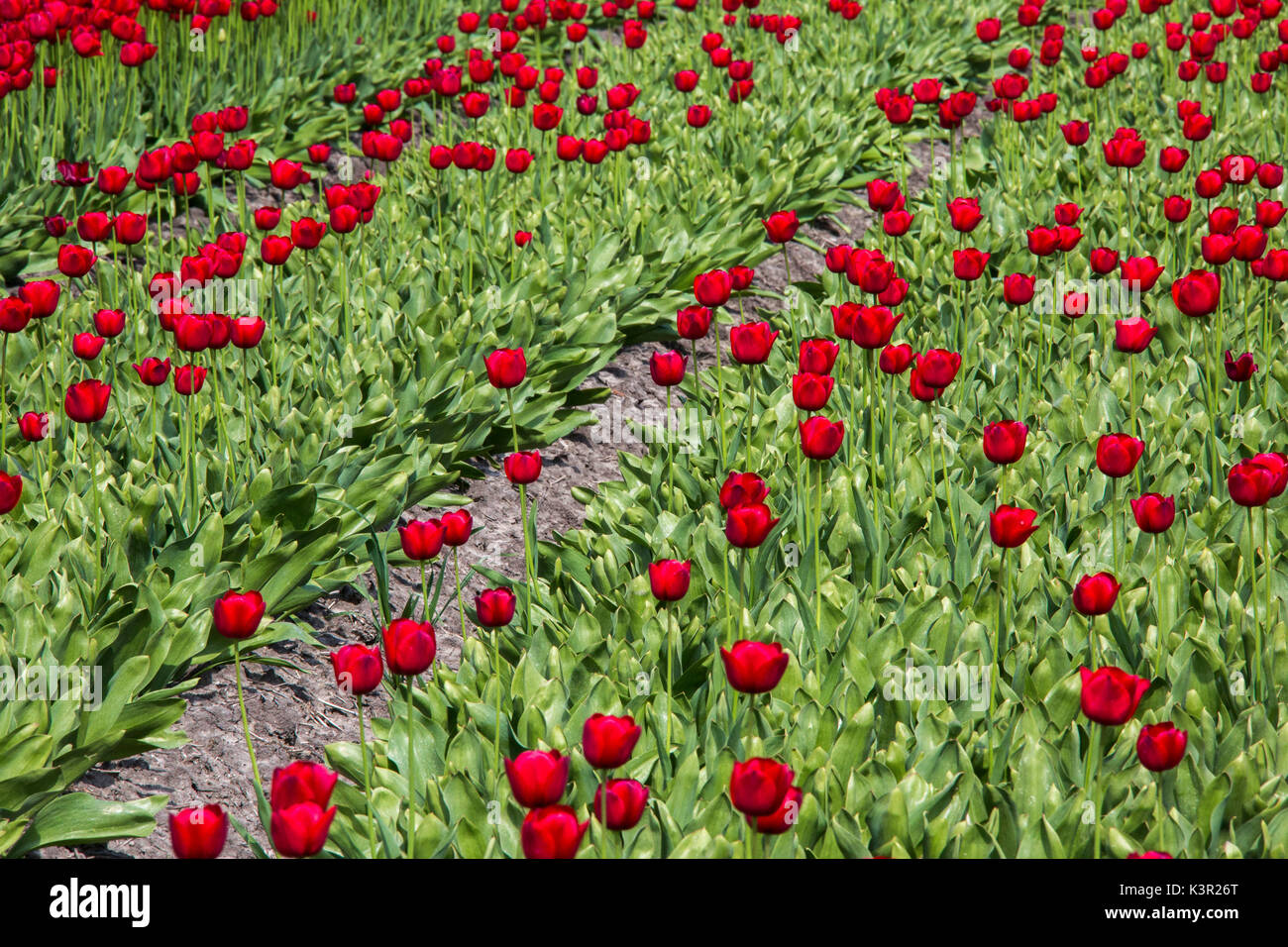 Rote Tulpe Felder und grünen Gras im Frühling Berkmeer Koggenland North Holland Niederlande Europa Stockfoto