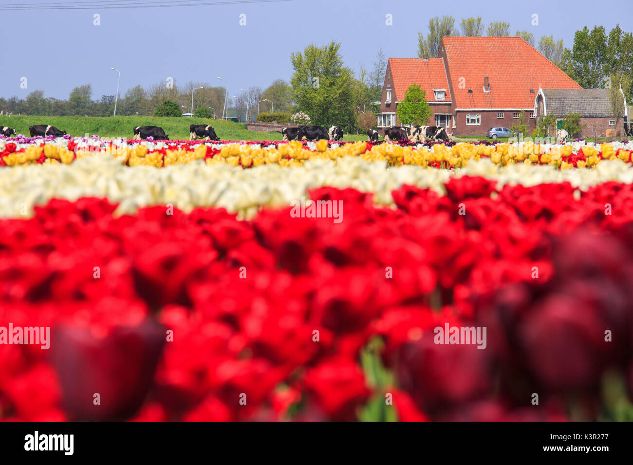 Bunte Tulpen Felder von grünen Wiesen und Kühe Berkmeer Koggenland North Holland Niederlande Europa umgeben Stockfoto