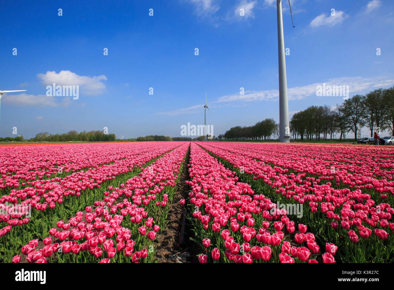 Bunte Tulpen von grünen Wiesen und Windkraftanlagen Berkmeer Koggenland Niederlande Nordholland Europa umgeben Stockfoto