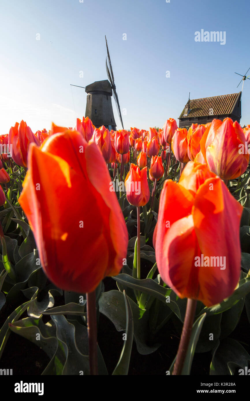 Rot und orange Tulpen im Vordergrund umrahmen die Windmühle im Frühjahr Berkmeer-Koggenland-Nord-Holland-Niederlande-Europa Stockfoto