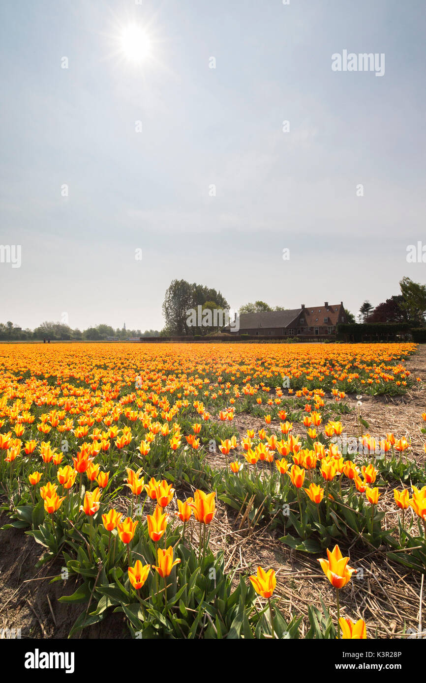 Die gelbe und orange Tulpen Farbe die Landschaft im Frühjahr Park Keukenhof Lisse South Holland Niederlande Europa Stockfoto