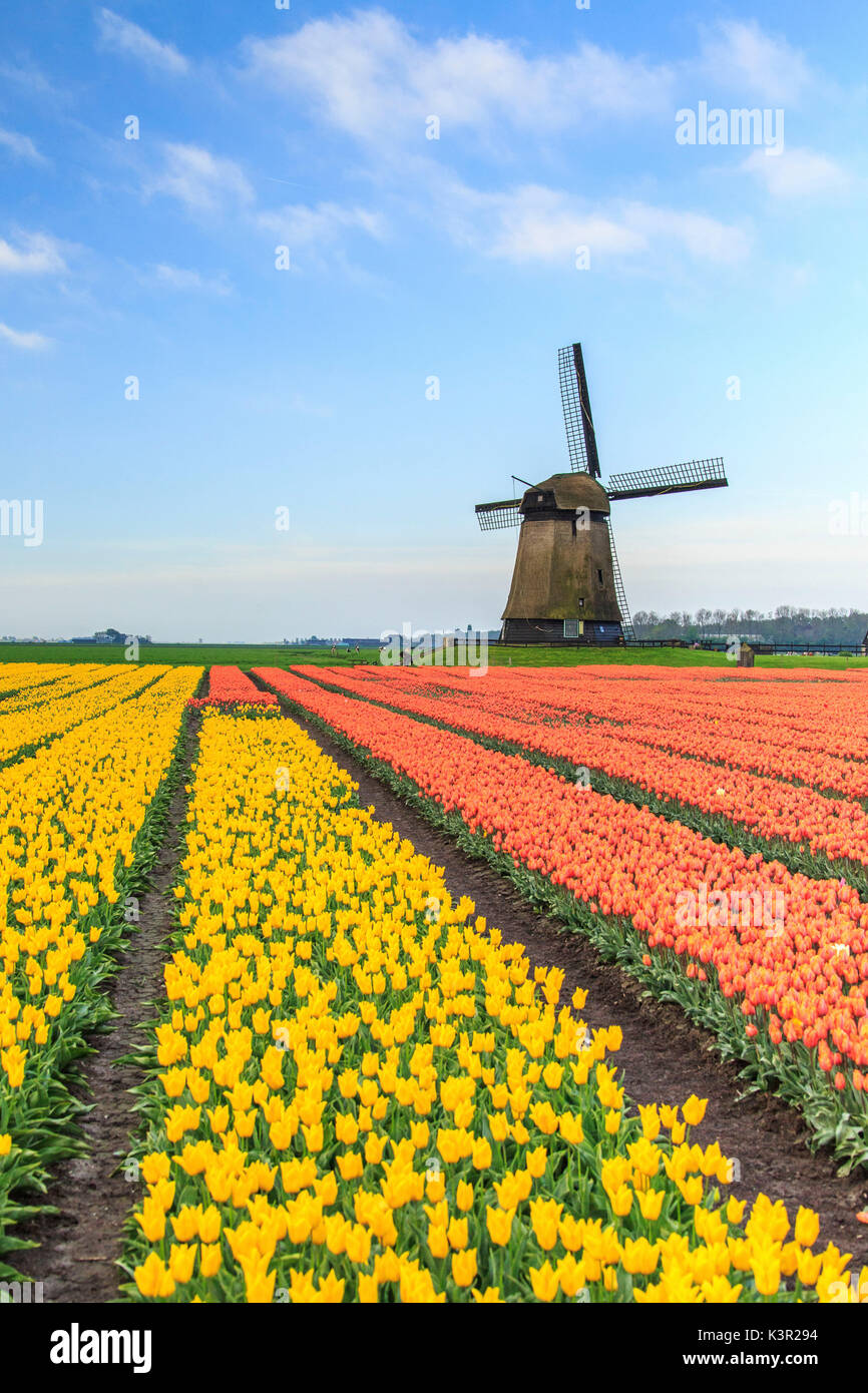 Blue Sky auf Feldern mit vielfarbigen Tulpen und Windmühle im Hintergrund Berkmeyer Koggenland North Holland Niederlande Europa Stockfoto