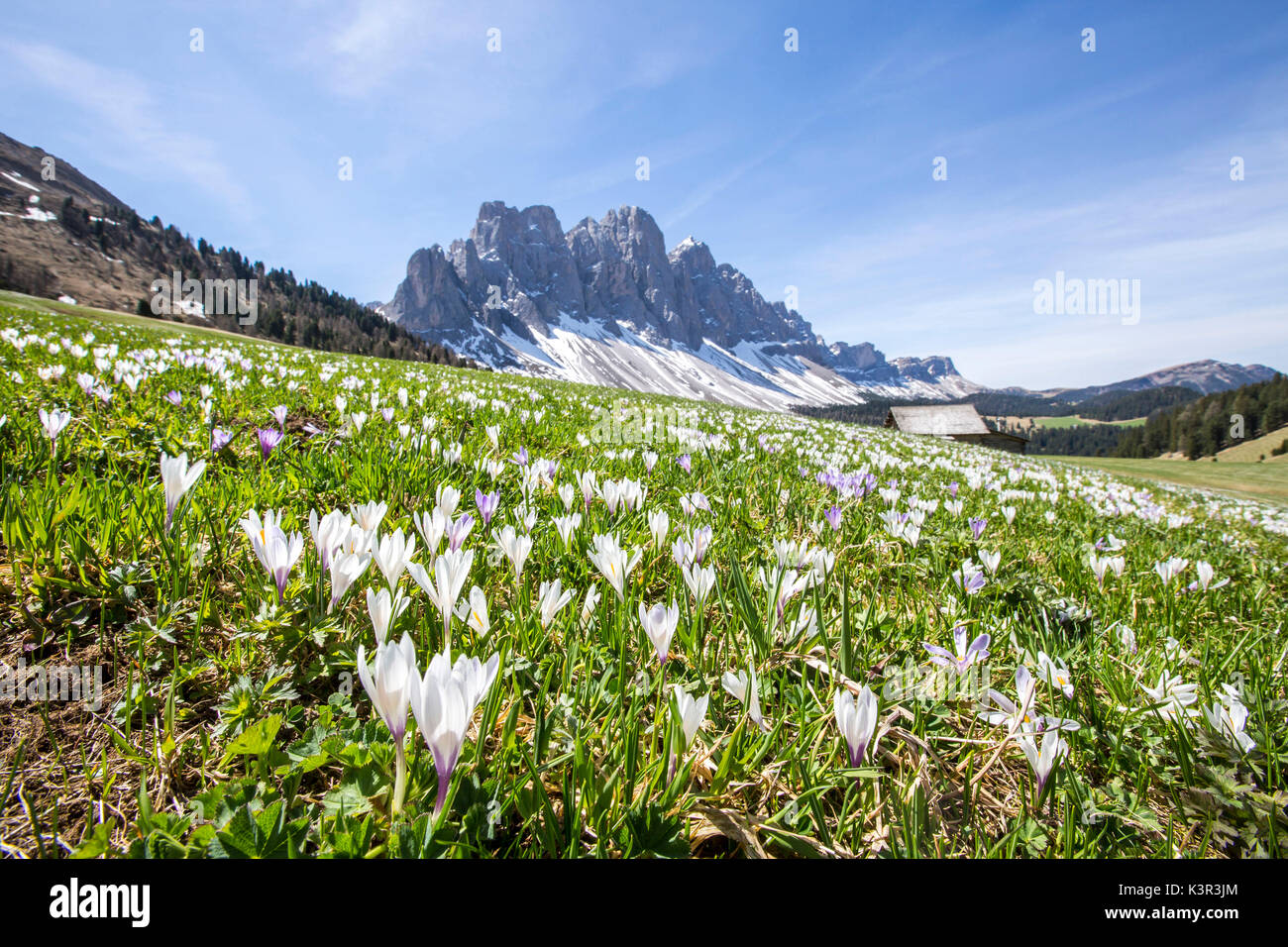 Blumen blühen auf den Wiesen am Fuße der Geisler. Malga Gampen Villnösser Tal. Südtirol Dolomiten Italien Europa Stockfoto