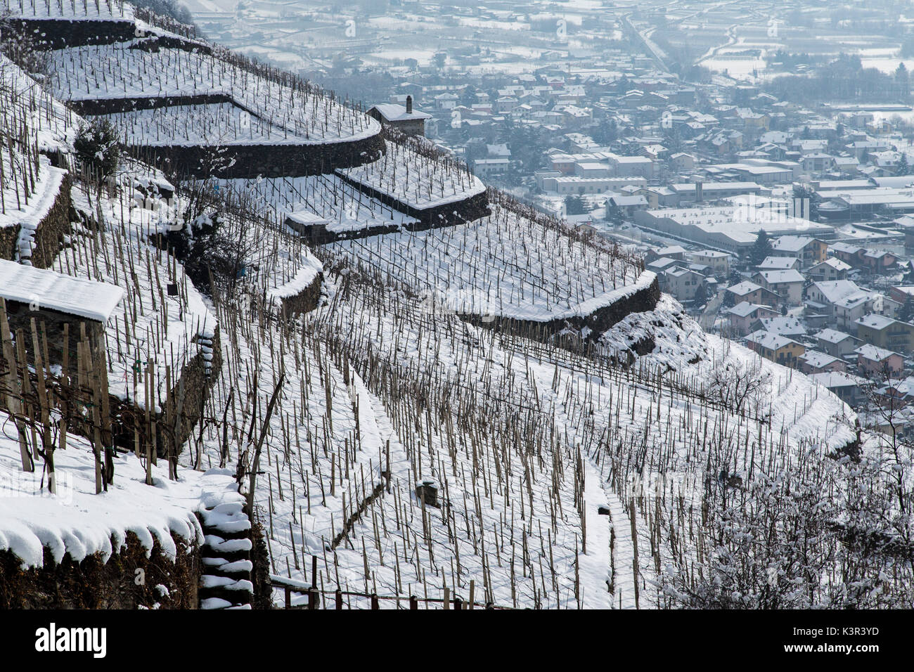 Blick auf die Weinberge im Veltlin im Winter. Valtellina, Lombardei, Italien Europa Stockfoto