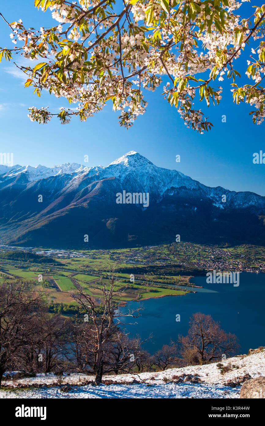 Die Ankunft des Frühlings auf die Halterungen der Montemezzo mit einem blühenden Kirschbaum und den Monte Legnone im Hintergrund. Hohe Lario, Lombardei, Italien Europa Stockfoto