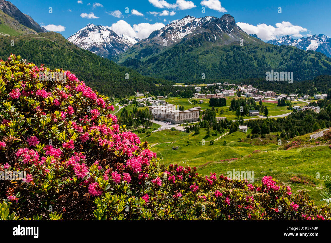 Schweiz, Blumen an den Malojapass, im Hintergrund Rossi Peak, Engiadin  Stockfotografie - Alamy