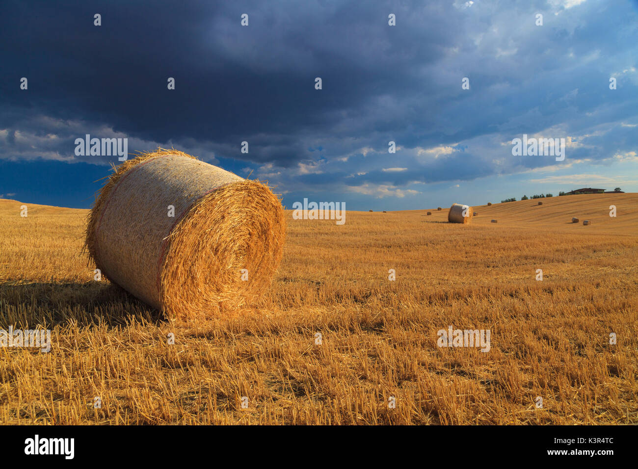 Beschnitten, Feld auf dem Lande in der Nähe von Florenz, Toskana, Italien, Europa Stockfoto