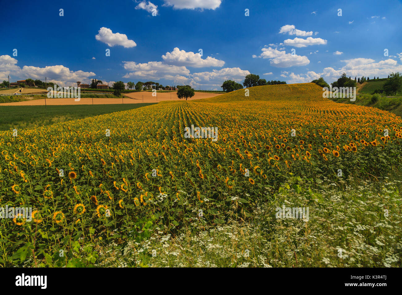 Sonnenblumenfeld in der Landschaft in der Nähe von Florenz, Toskana, Italien, Europa Stockfoto