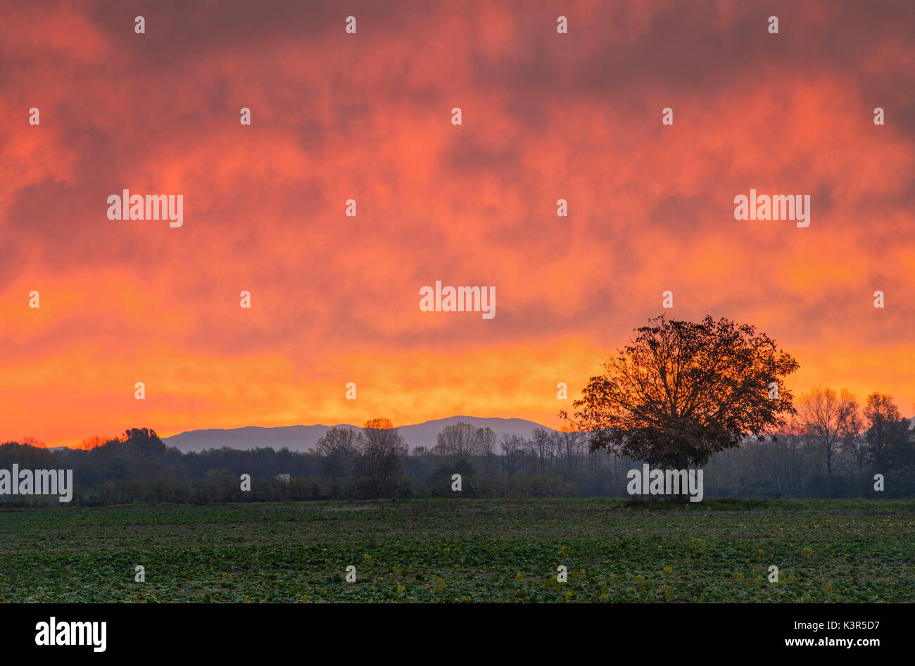 Po-Ebene, Provinz Alessandria, Piemont, Italien, Europa. Stockfoto