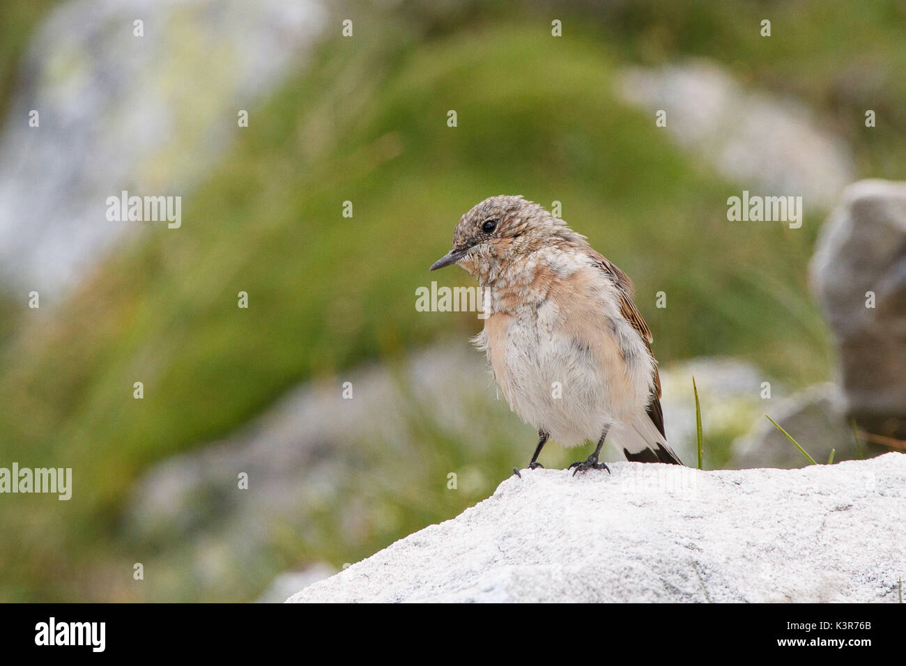 Nationalpark Stilfser Joch, Lombardei, Italien. Northern Steinschmätzer Stockfoto