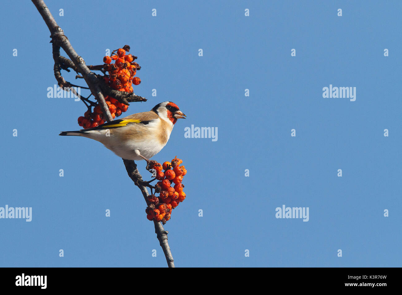 Lombardei, Italien. Goldfinch Stockfoto