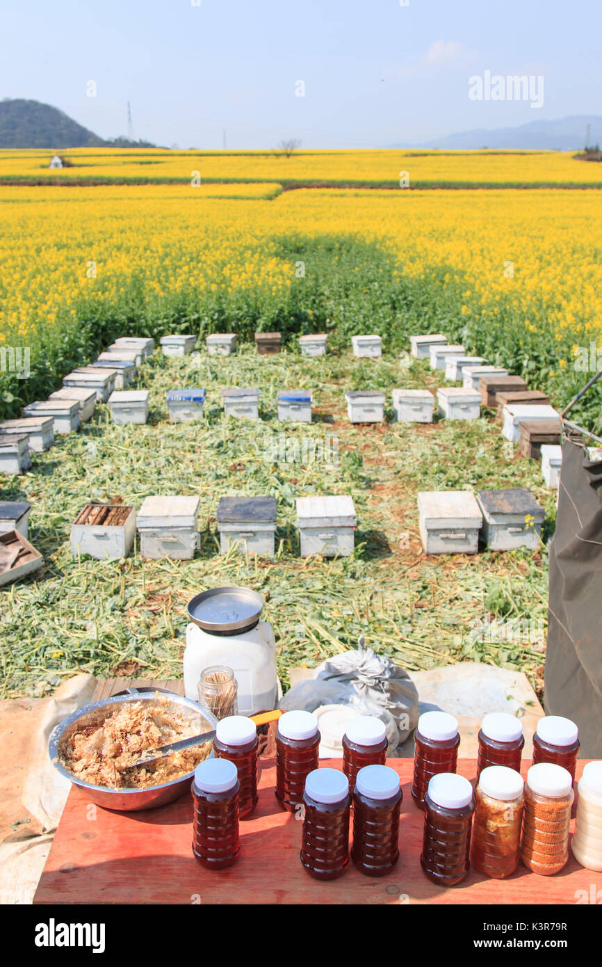 Bienenstock zu Raps-Blumen-Feldern in teilnehmen, Yunnan - China Stockfoto
