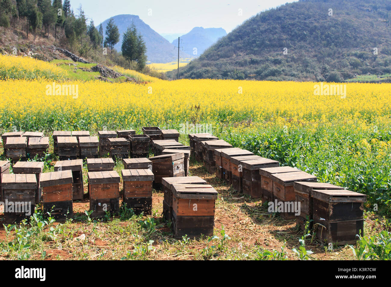 Bienenstock zu Raps-Blumen-Feldern in teilnehmen, Yunnan - China Stockfoto