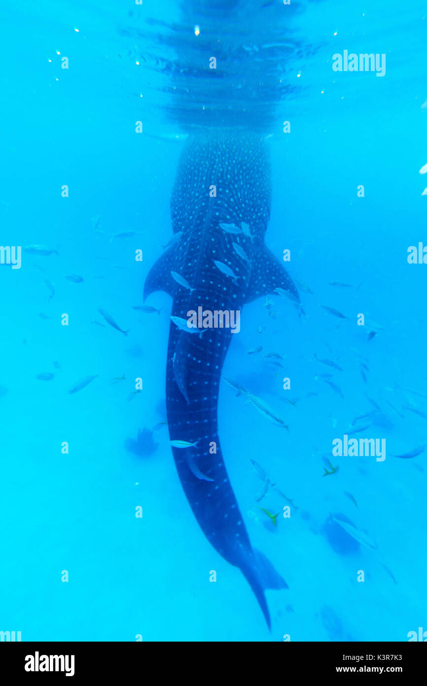 Walhai auf den Philippinen, fährt Stockfoto