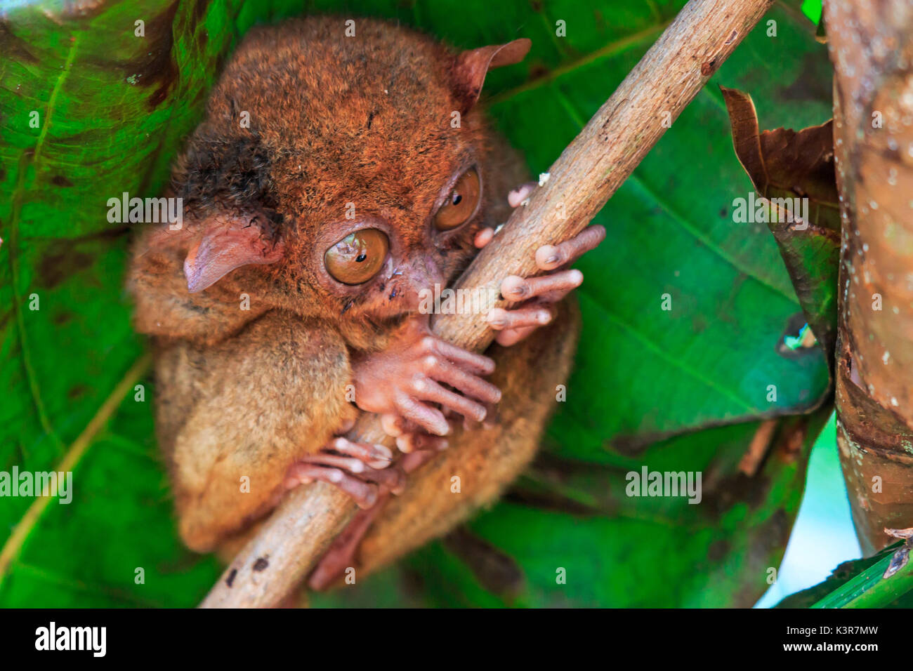 Koboldmaki in Cebu, Philippinen - Tarsius Syrichta Stockfoto