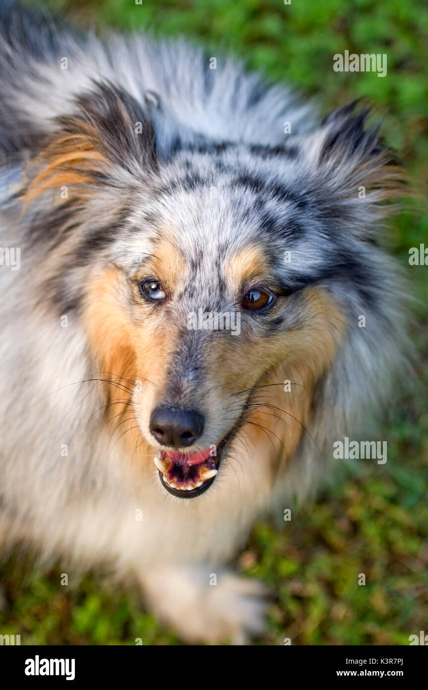 Ein Porträt von Shetland Sheepdog Stockfoto