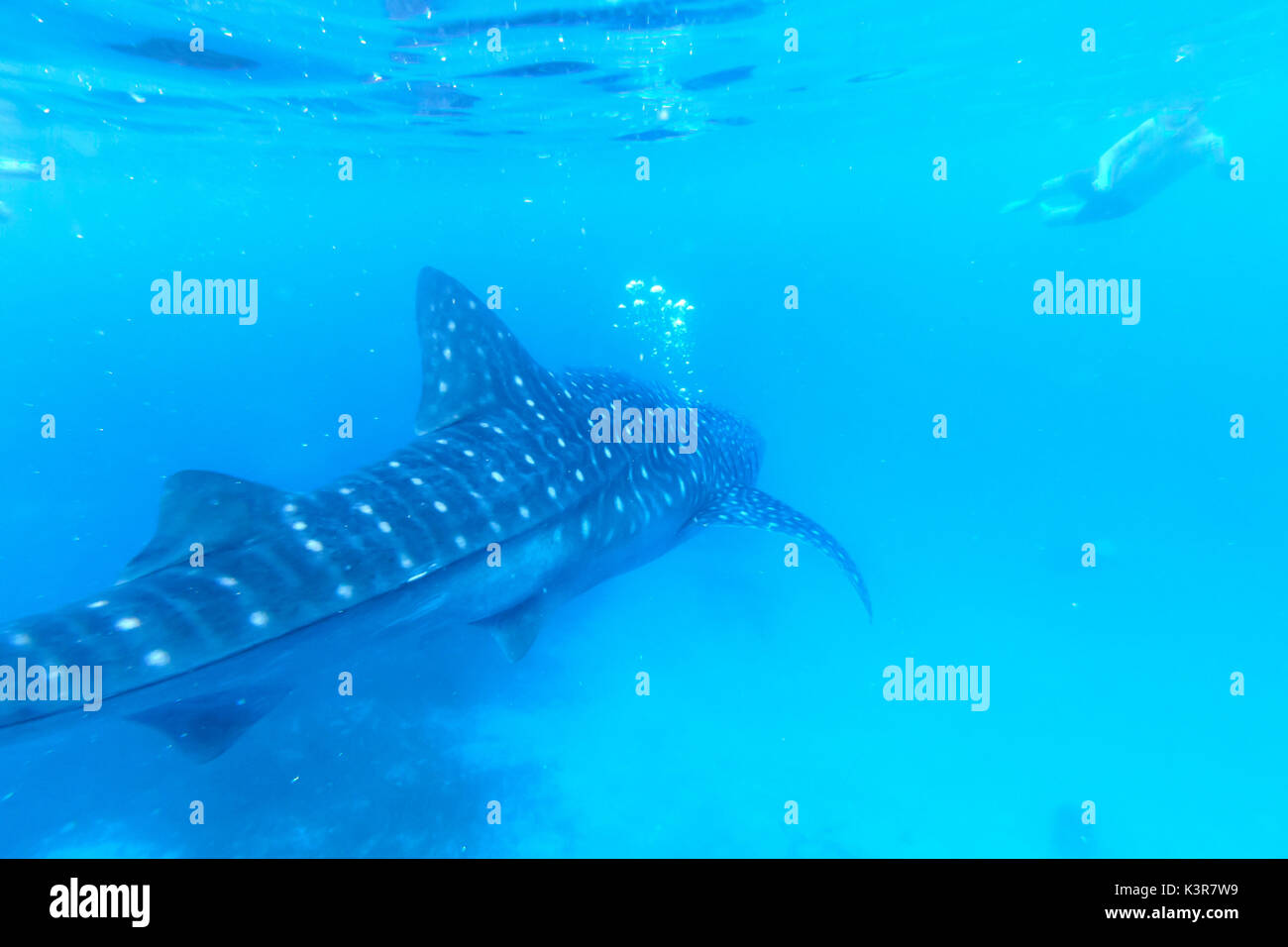Man schnorcheln Mit dem Walhai in Oslob, Philippinen Stockfoto