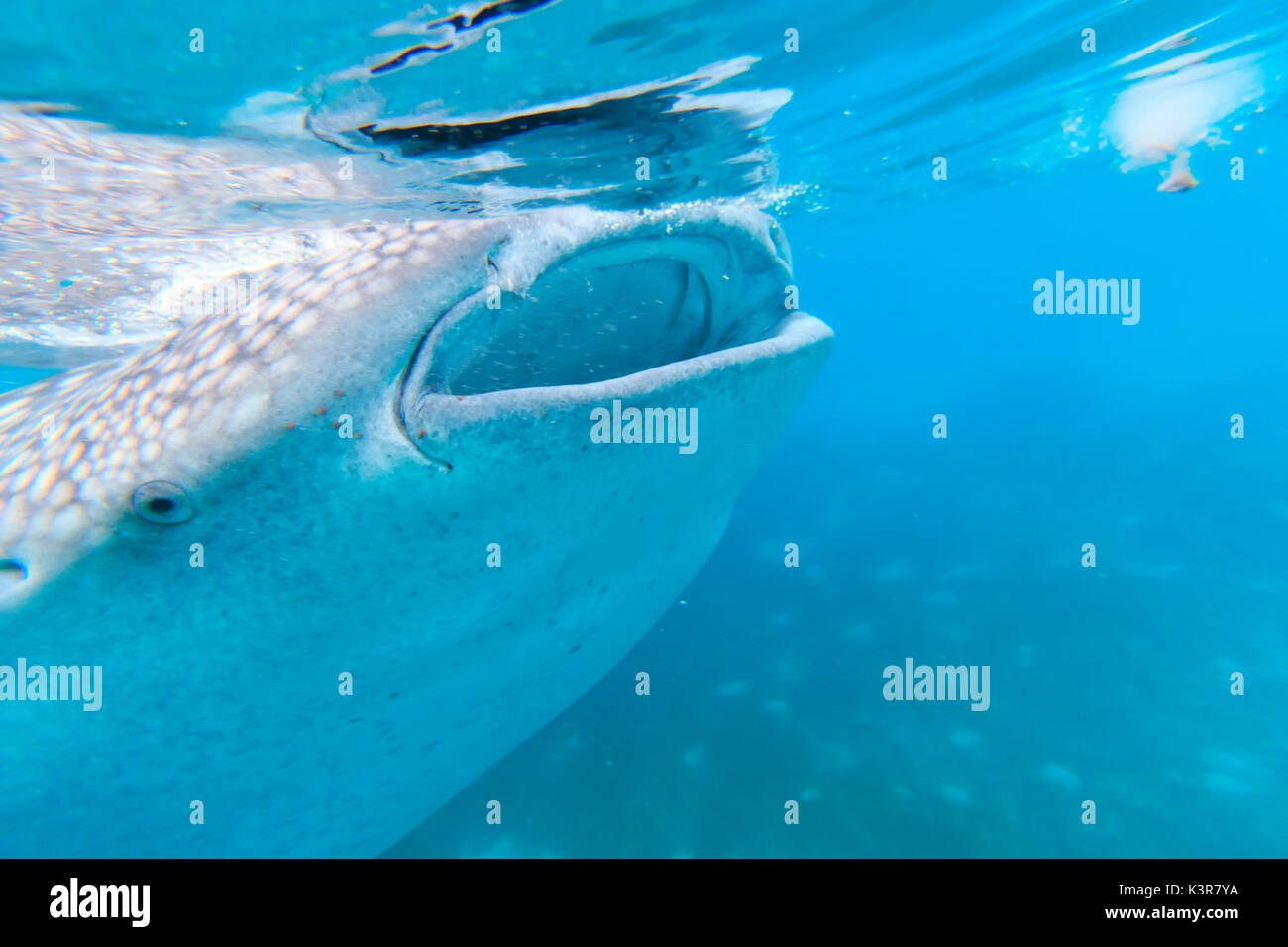 Walhai auf den Philippinen, fährt Stockfoto