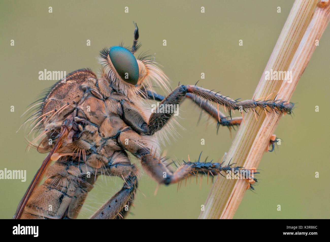 Asilidae, Insekt, Piemont, Cuneo, Bersezio, Italien Stockfoto