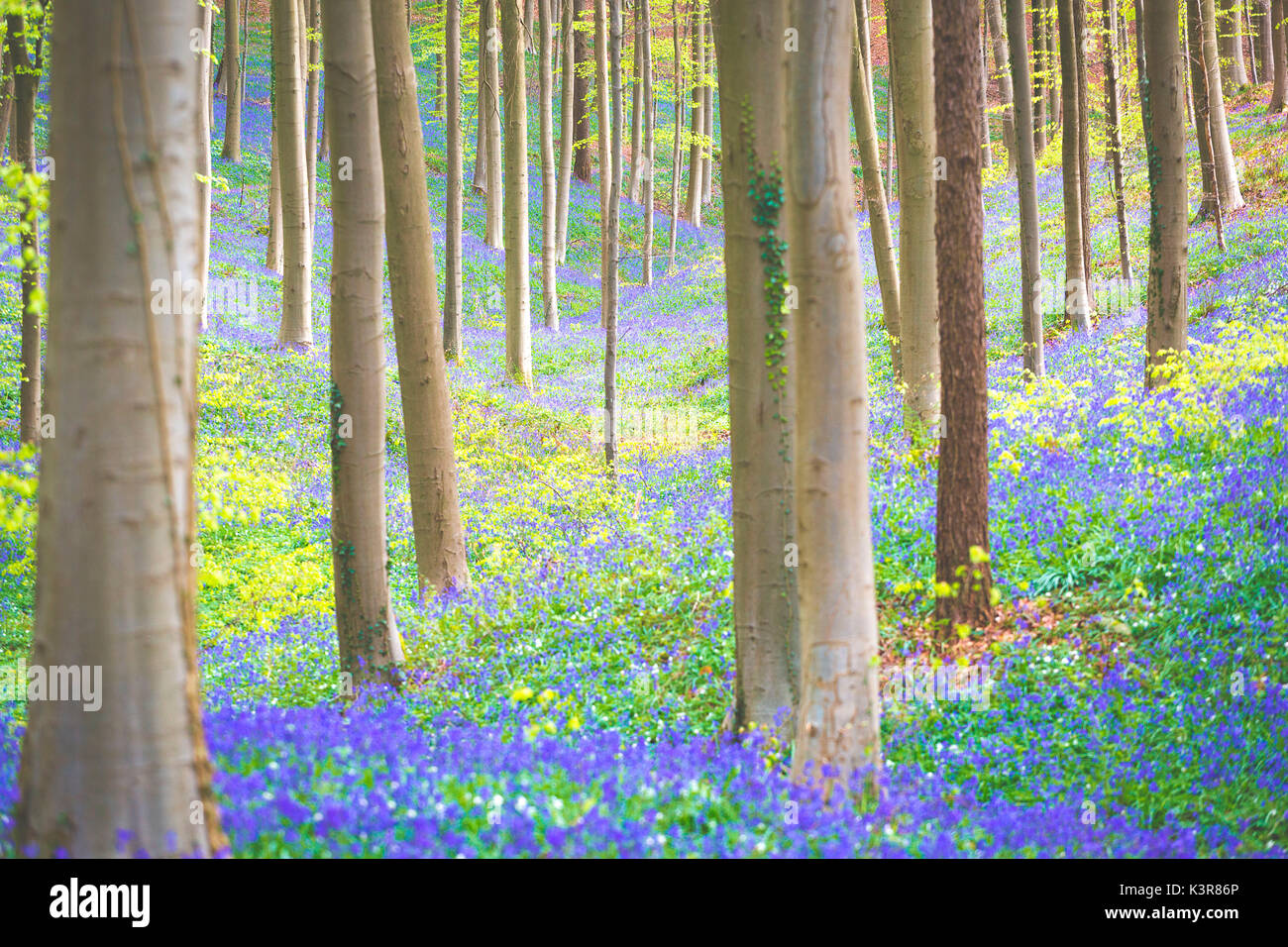 Hallerbos, Buchenwald in Belgien voll von blauen Glocken Blumen. Stockfoto