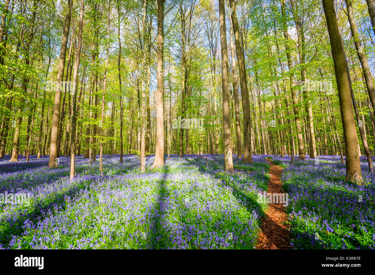 Hallerbos, Buchenwald in Belgien voll von blauen Glocken Blumen. Stockfoto