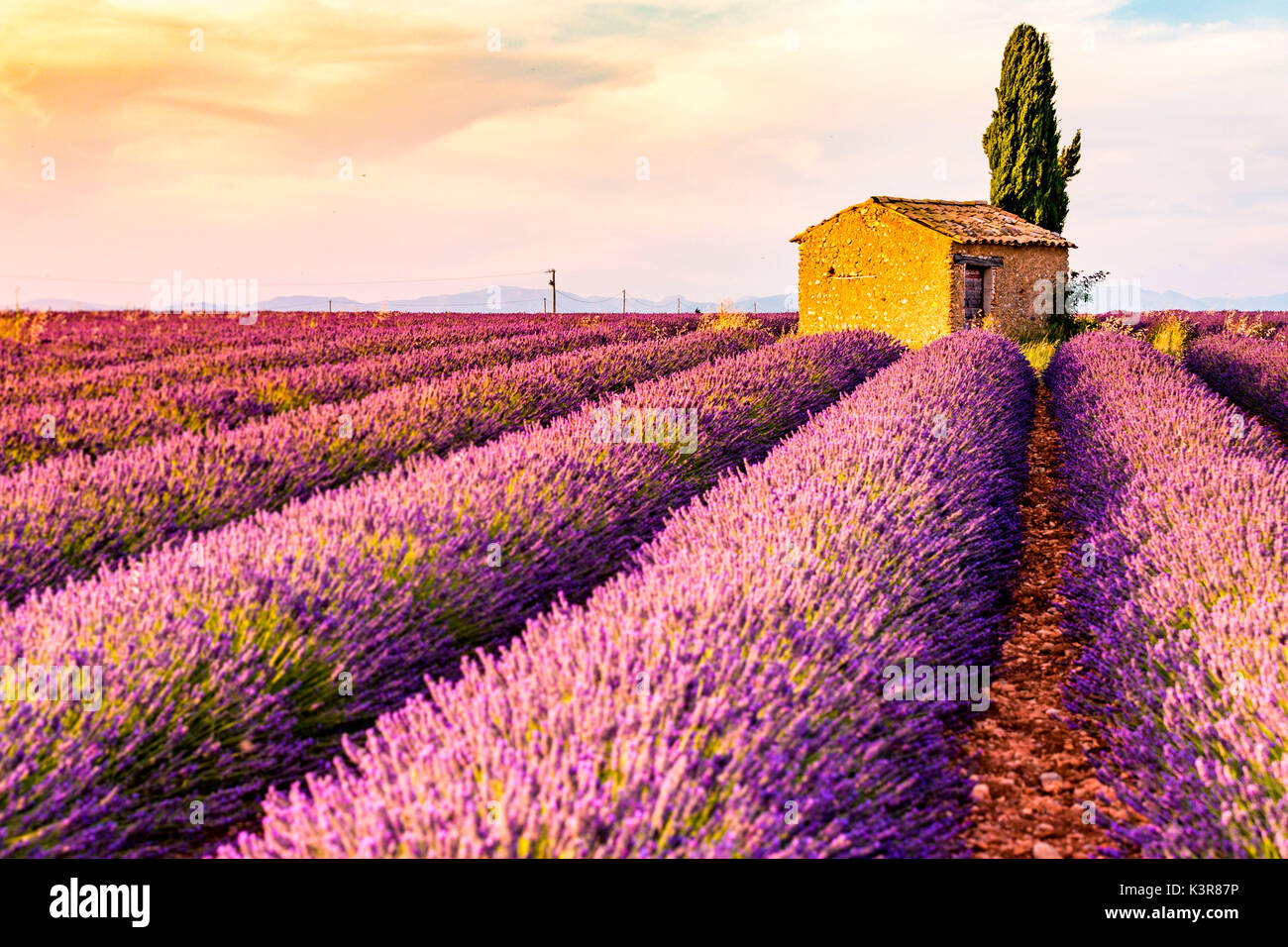 Provence, Plateau von Valensole, Frankreich, Europa. Einsame Bauernhaus und Zypressen Baum im Sonnenaufgang mit Sunburst, Lavendel Feld in voller Blüte. Stockfoto