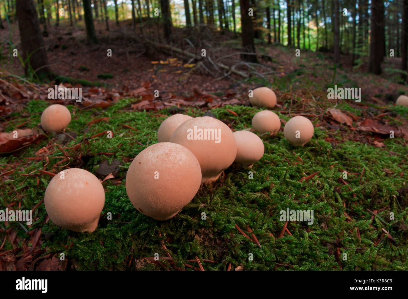 Pilz in einer Gruppe in einem Waldgebiet. Aveto Tal, Genua, Italien, Europa. Stockfoto