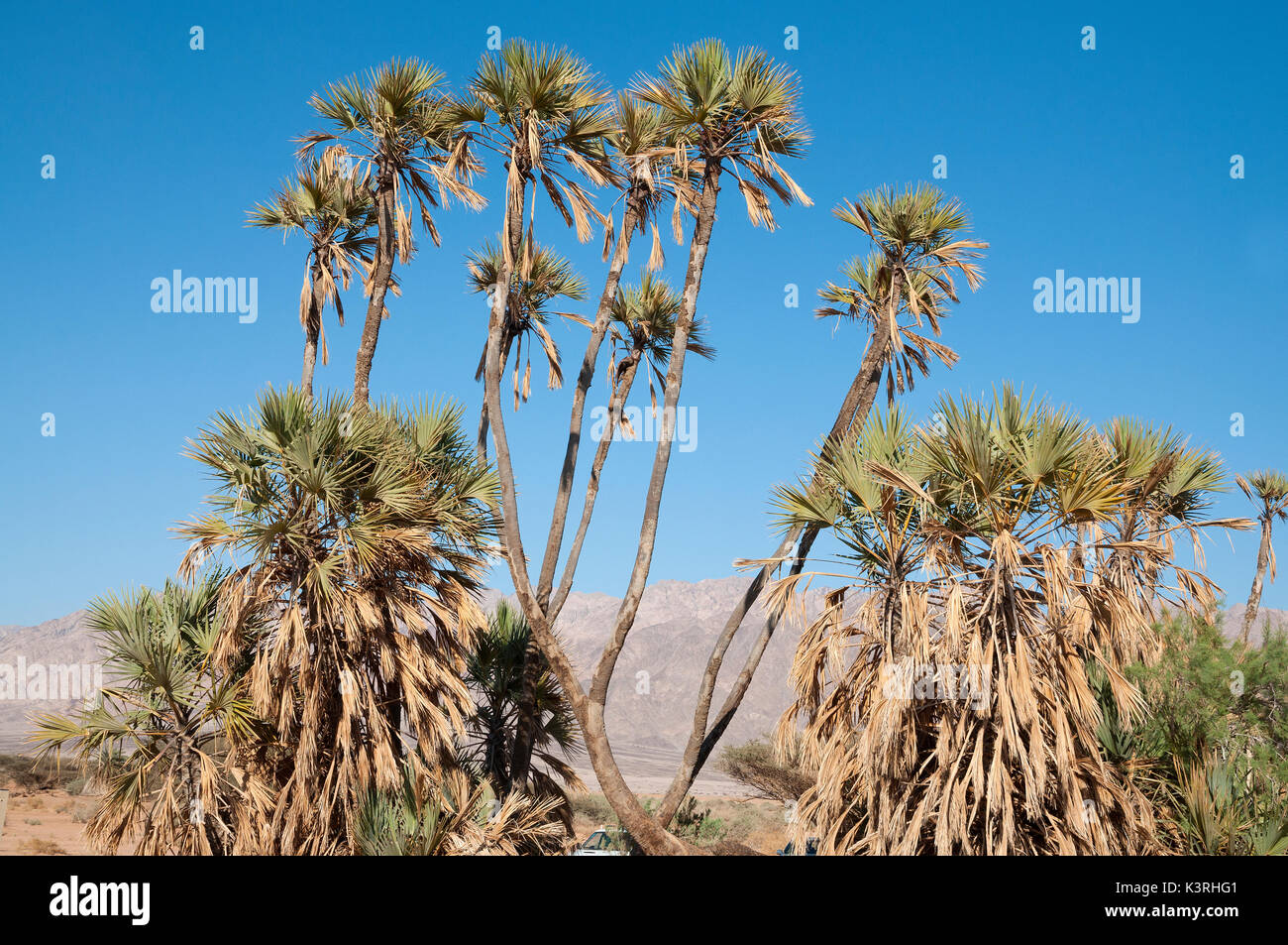 Israel - Jordanien Grenze Stockfoto