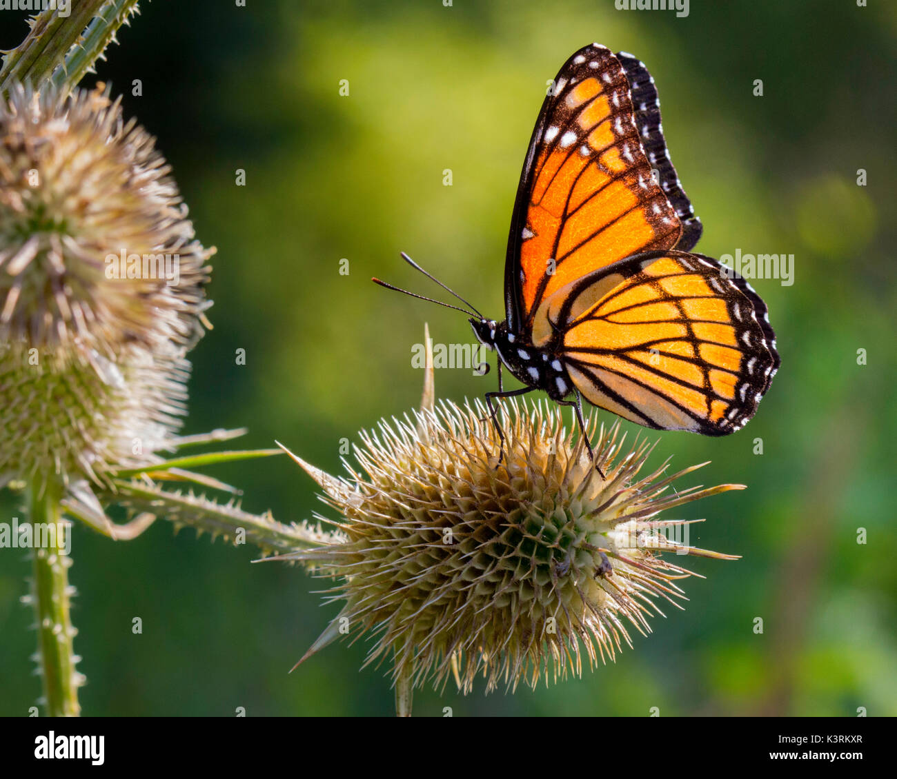 Monarch Butterfly in der Natur außerhalb Stockfoto