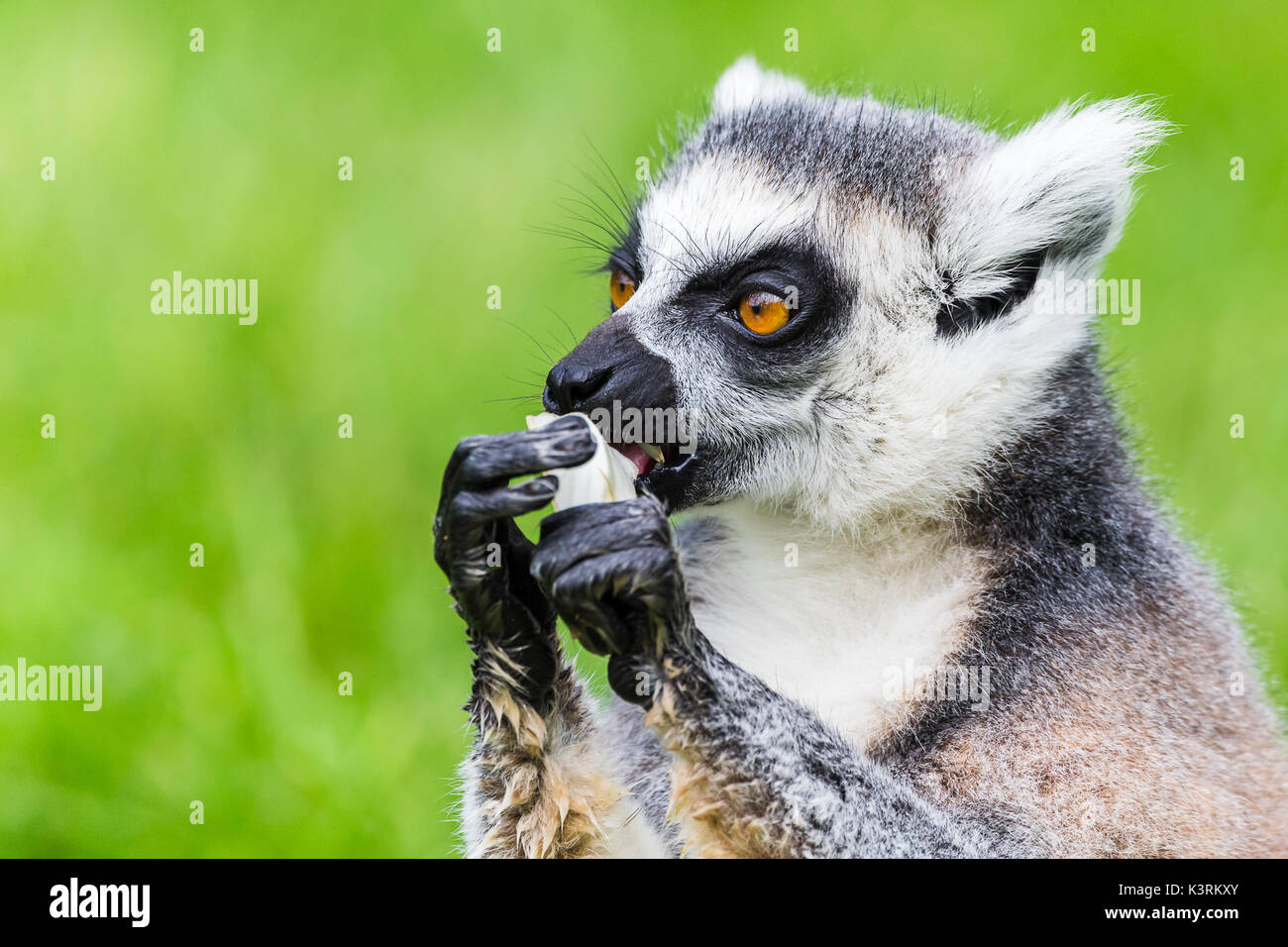 Porträt einer Ring-tailed lemur Fütterung selbst im hohen Gras im Sommer 2017 in East Anglia gesehen. Stockfoto