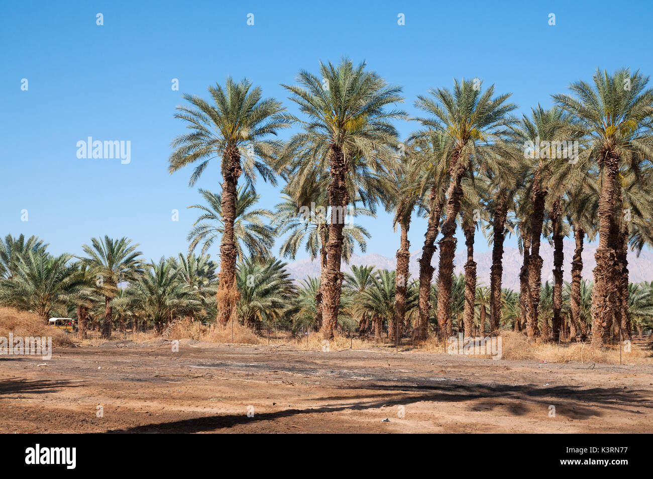 Palmen im Jordan Tal Stockfoto