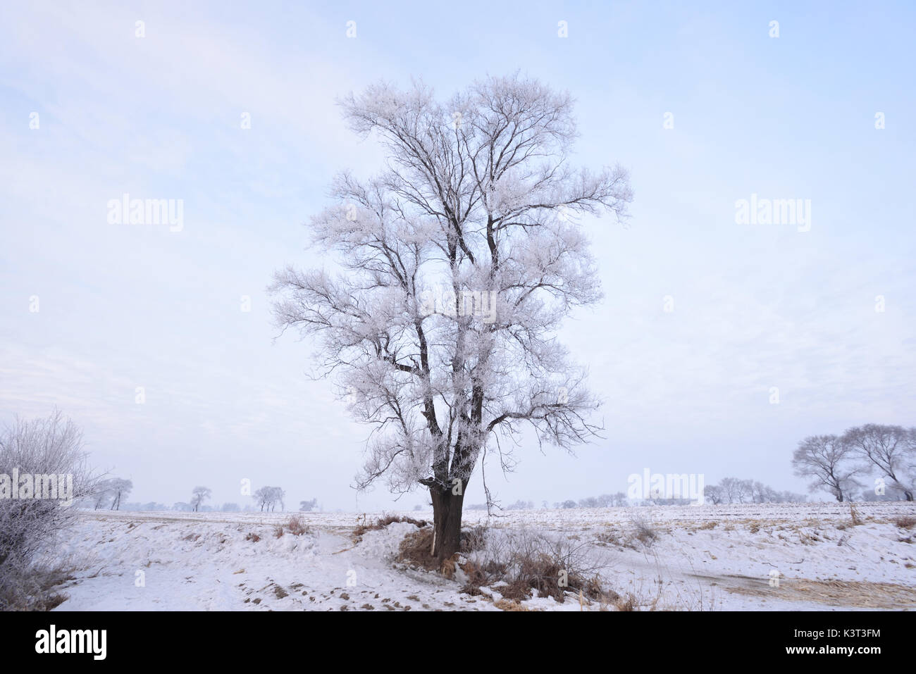 Reim auf Bäumen bei rime Insel im Winter moring, Jilin, China. Stockfoto