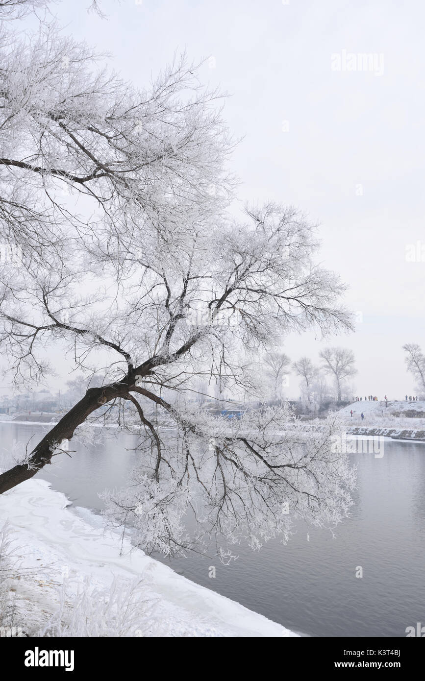 Reim auf Bäumen bei rime Insel im Winter moring, Jilin, China. Stockfoto