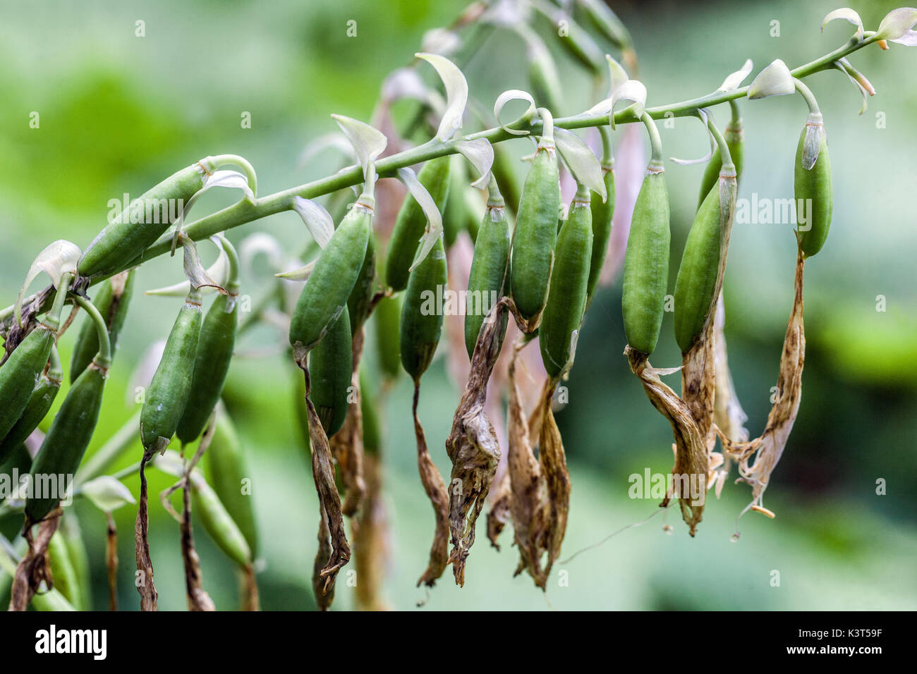 Hosta Samen, reifen Samen der Pflanze in Kapseln Stockfoto