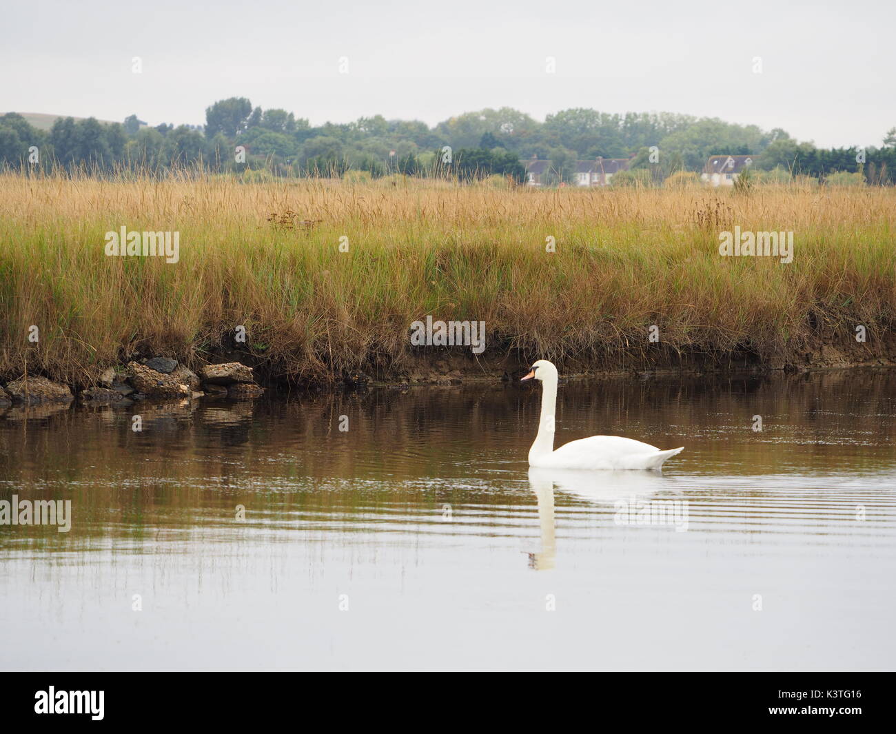 Sheerness, Kent. 4. Sep 2017. UK Wetter: grau und verhangen Start in die Woche in Sheerness. Schwäne schwimmen entlang Sheerness defensiven Linien - eine alte militärische Kanal. Credit: James Bell/Alamy leben Nachrichten Stockfoto