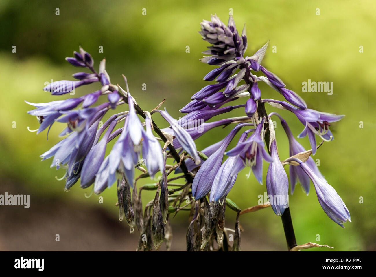 Blau hosta Blume, blau Hostas, Blüten, Blütenblätter Stockfoto