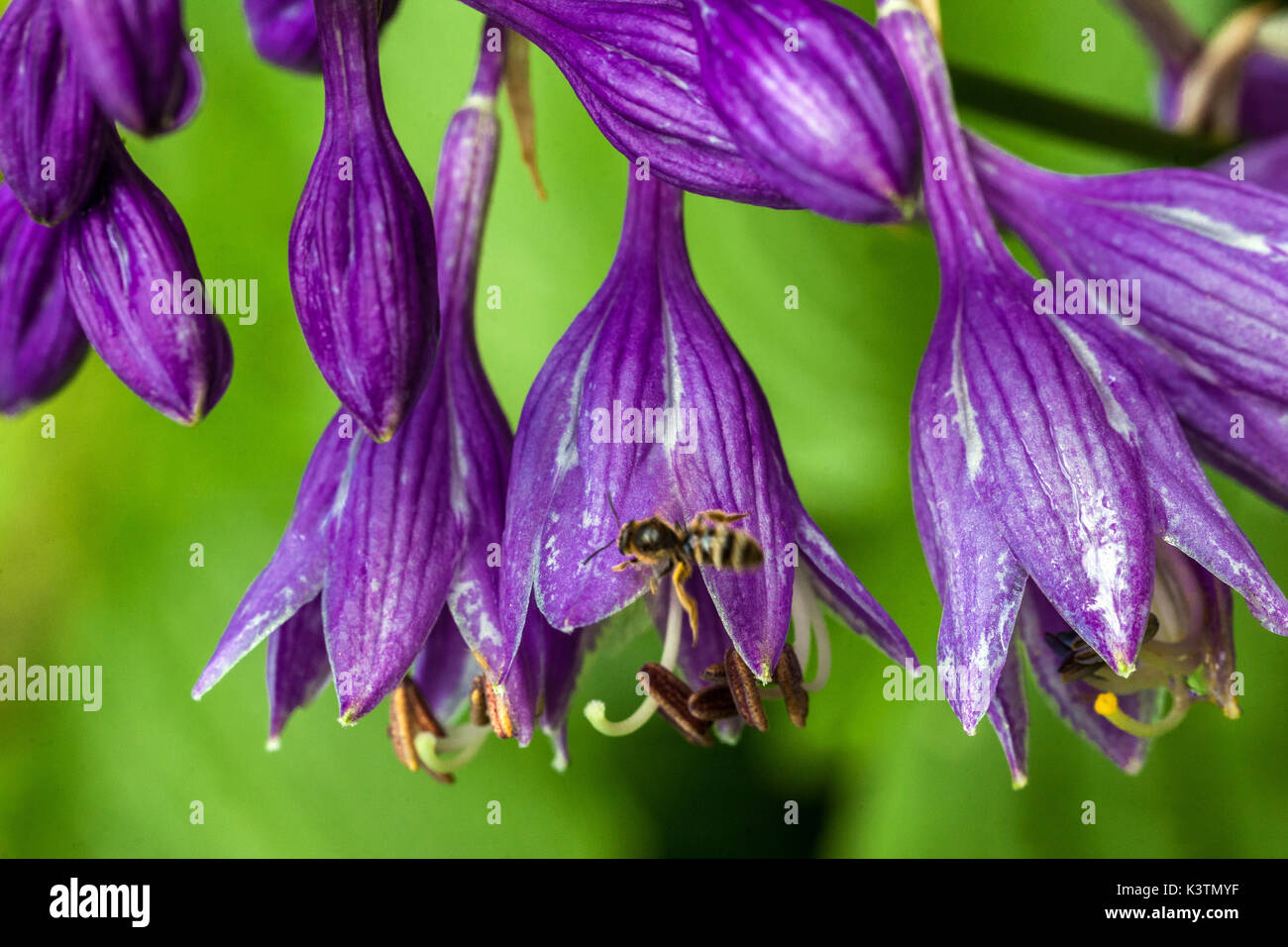 Hosta Flower Blue Hosta Flower Insekt auf Röhrenblume Stockfoto