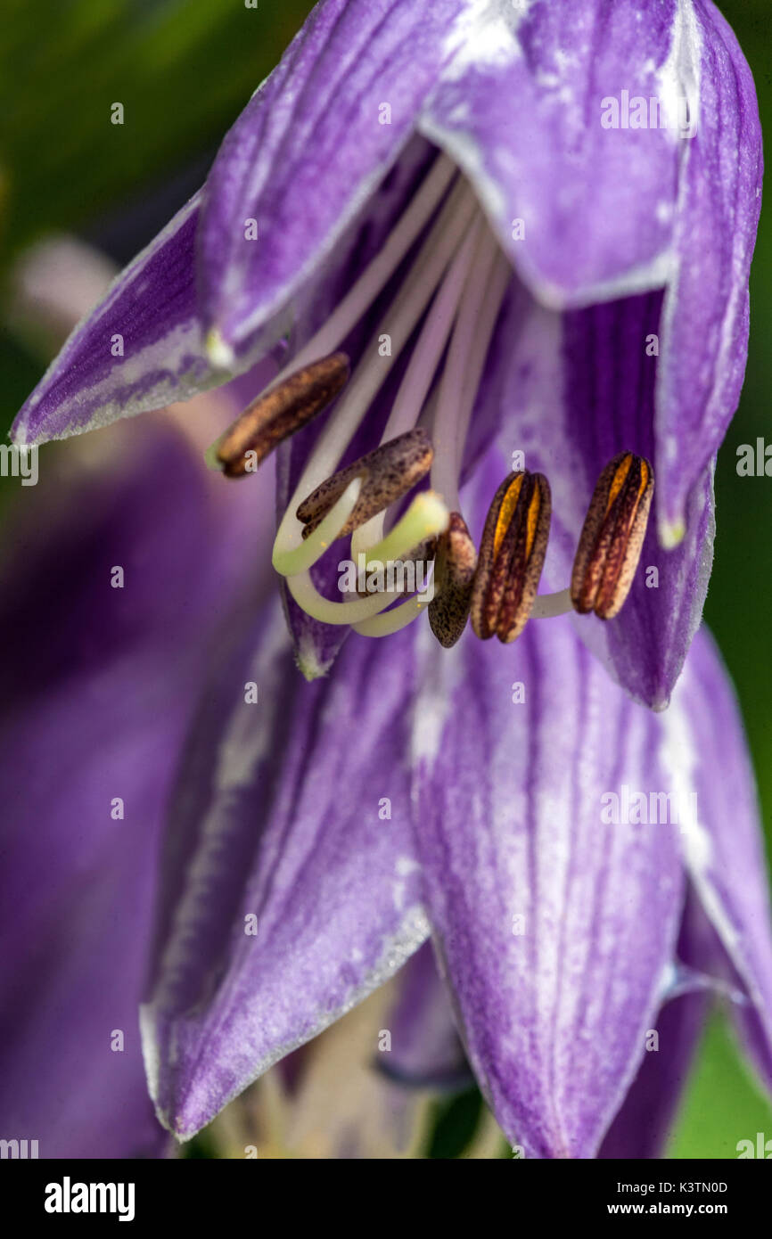 Blaue Hosta Nahaufnahme Blume, Blütenblätter Hosta Blume Stockfoto
