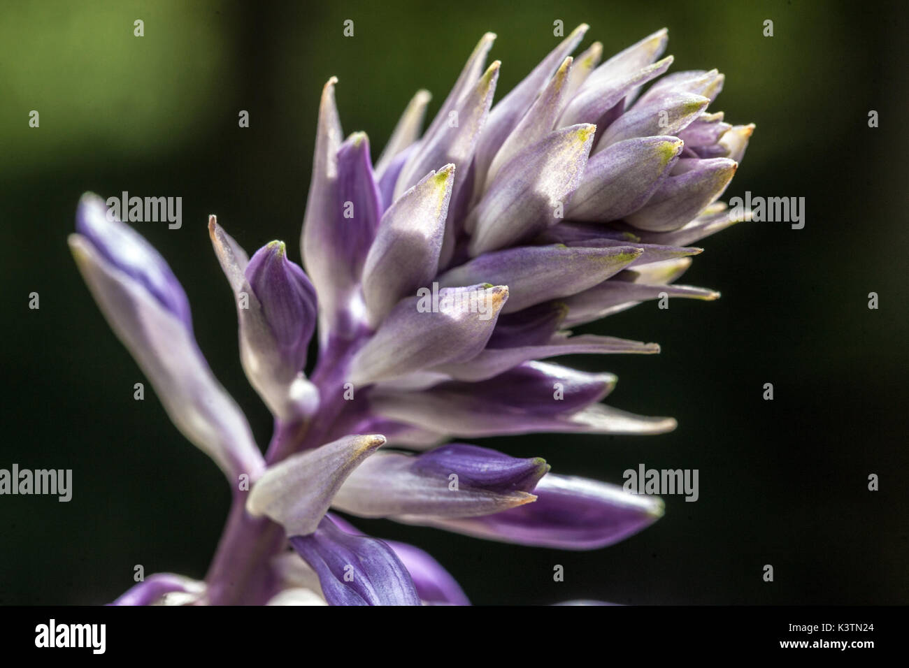 Blaue Hosta Nahaufnahme Blume, Knospe öffnen Knospen Stockfoto