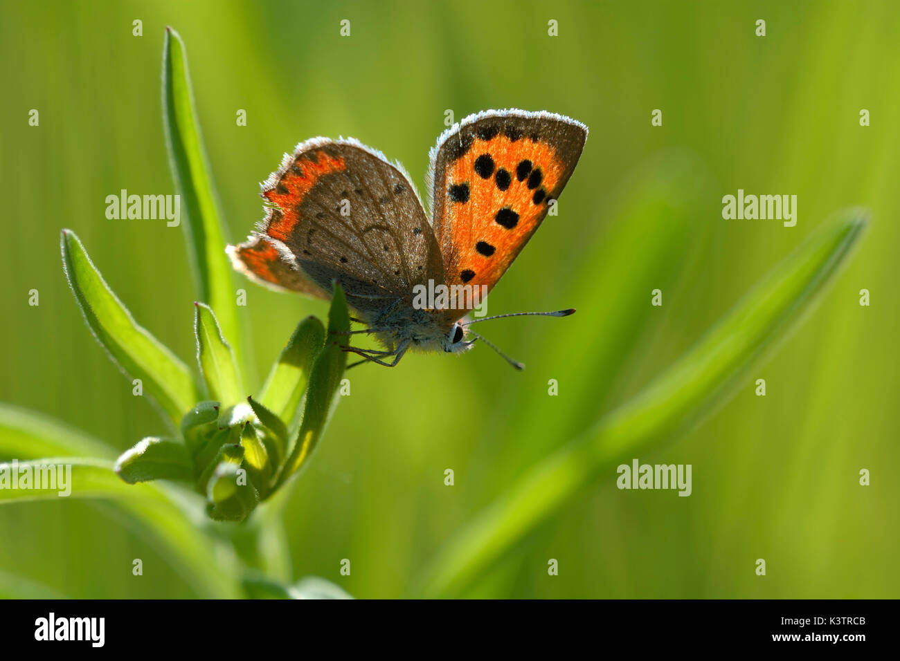 Eine kleine Kupfer, Lycaena phlaeas, bereit, das Fliegen von pflanzlichen Stammzellen zu starten. Stockfoto