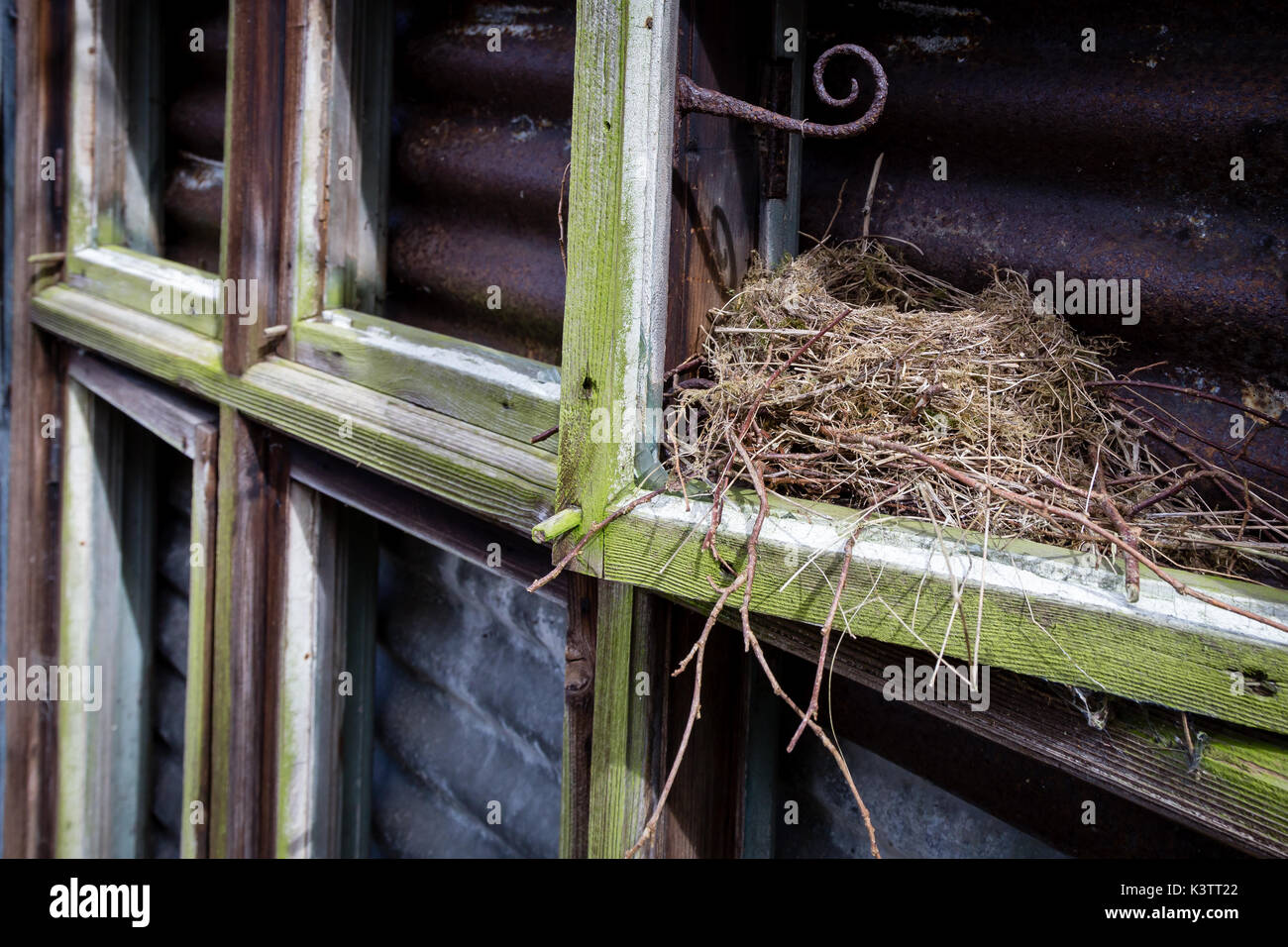 Alte Vögel nisten in einem alten Fensterrahmen Stockfoto