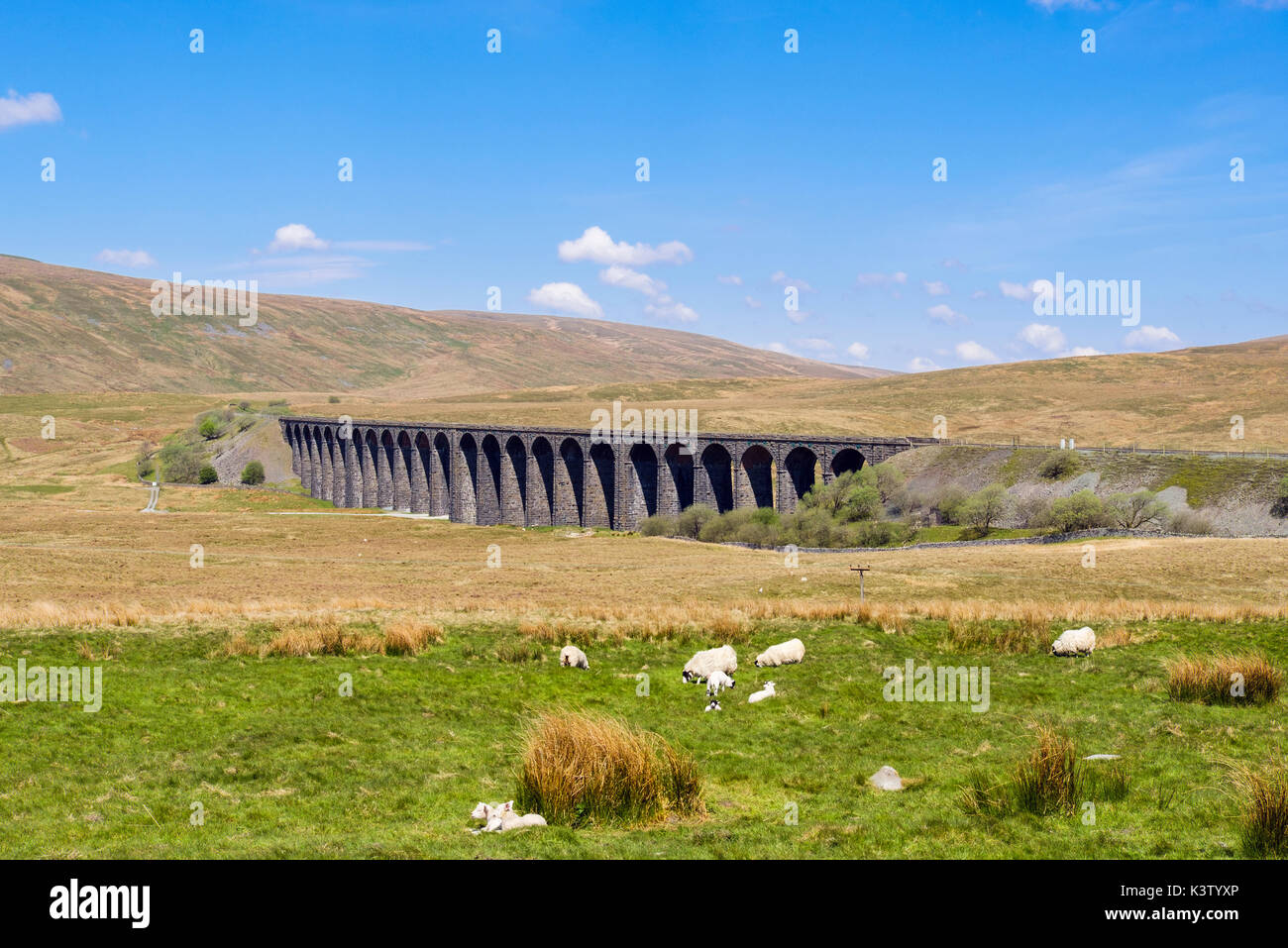 Schafe mit Lämmern weiden auf Ackerland in der Landschaft von ribblehead Viadukt. Ribblehead Yorkshire Dales National Park, West Yorkshire England Großbritannien Stockfoto