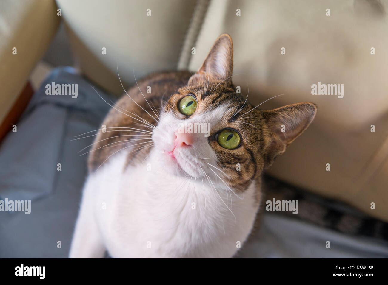 Tabby und weiße Katze nachschlagen. Schließen Sie die Ansicht. Stockfoto