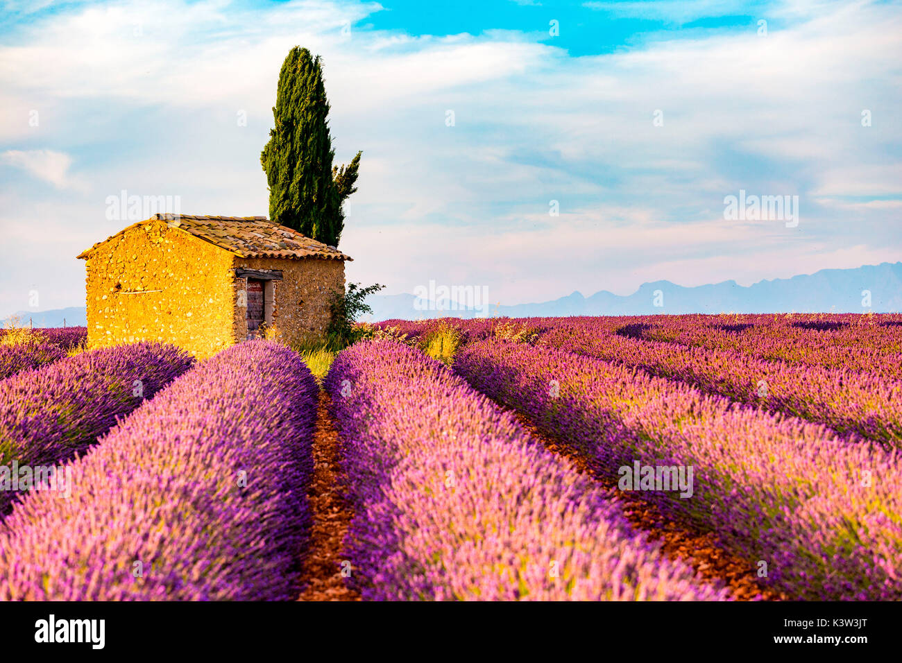 Provence, Plateau von Valensole, Frankreich, Europa. Einsame Bauernhaus und Zypressen Baum im Sonnenaufgang mit Sunburst, Lavendel Feld in voller Blüte. Stockfoto