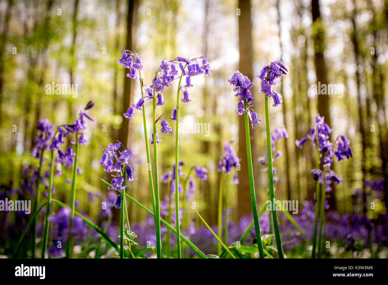 Hallerbos, Buchenwald in Belgien voll von blauen Glocken Blumen. Stockfoto