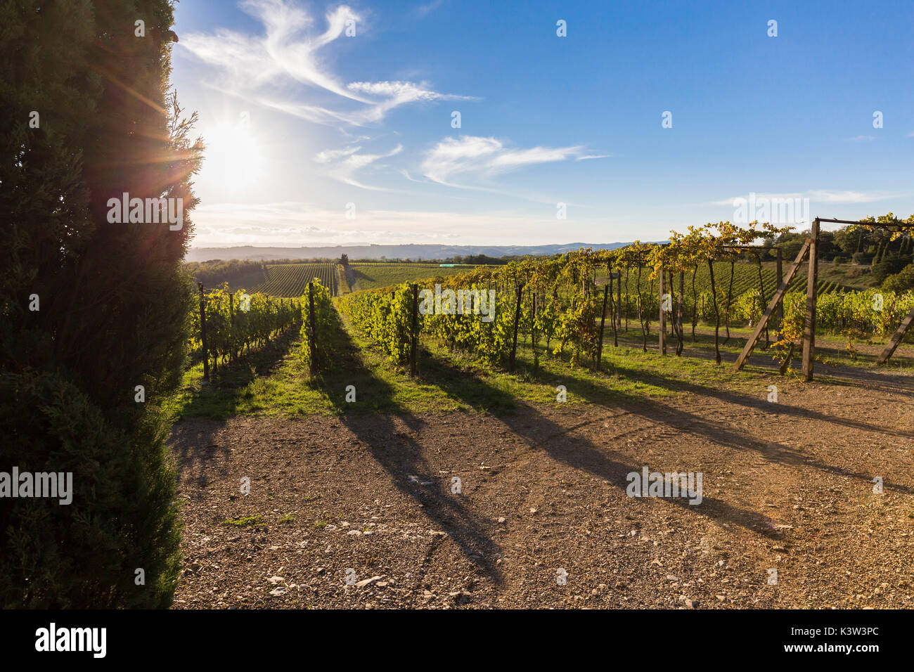 Letzte Sonnenstrahlen des Tages in die Weinberge des Chianti. San Felice, Castelnuovo Berardenga, Toskana, Provinz Siena, Toskana, Italien, Europa Stockfoto